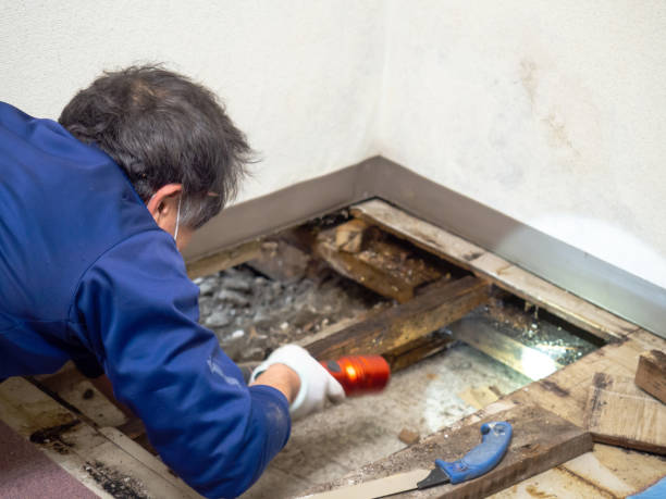 Best Residential Mold Remediation in Waltham, MA