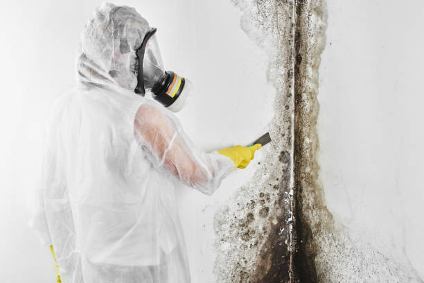 Best Post-Flood Mold Remediation in Waltham, MA
