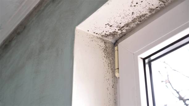Best Attic Mold Remediation in Waltham, MA