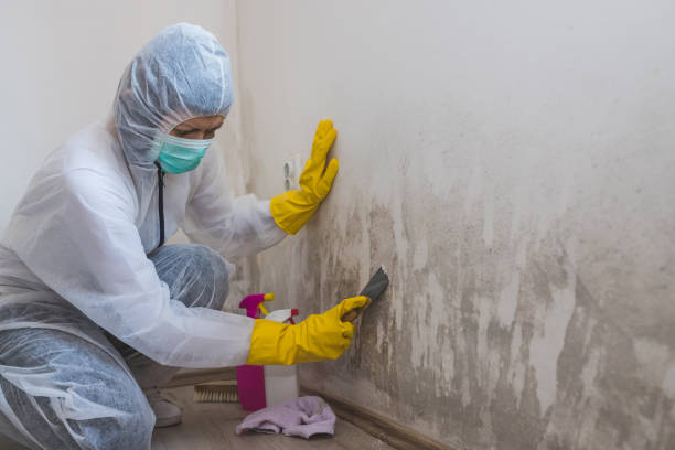 Best White Mold Remediation in Waltham, MA