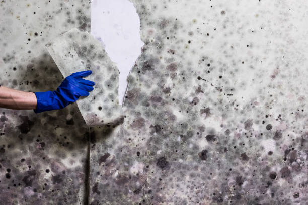 Best Localized Mold Remediation (e.g., coastal areas, humid climates) in Waltham, MA