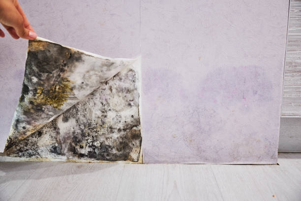 Best Basement Mold Remediation in Waltham, MA
